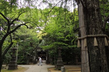 400 year old tree of Hikawa Shrine