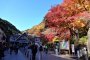 타카오 산 가을 단풍닢 축제
