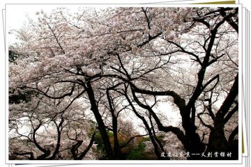 凄美的樱花树
