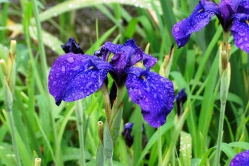 Irises in bloom at Shirokita Park