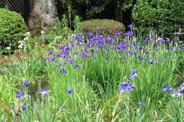 Irises only bloom through mid-late June