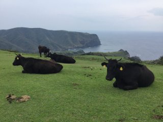 The elusive Japanese black cattle grazing on the steep mountains of the Oki Islands.