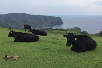 วัวญี่ปุ่นสีดำกำลังเล็มหญ้าบนภูเขาของเกาะโอะกิ