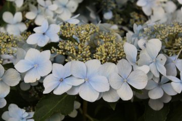 <p>ดอกอะจิไซสีฟ้า</p>