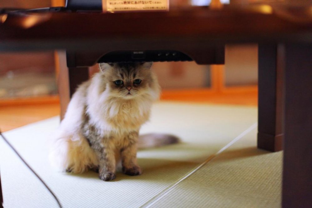 Un petit chaton, pr&eacute;nomm&eacute; Gland, se cache sous les ordinateurs mis &agrave; disposition des clients