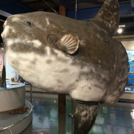 Largest Museum of Taxidermy Fish