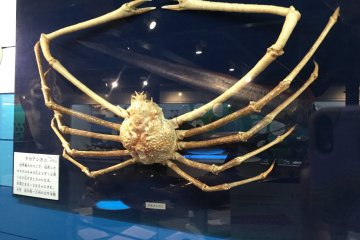 Japanese spider crab has the world's longest leg span (up to 5.5 meters from claw to claw).