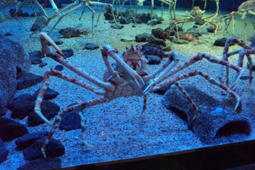 Crabe araignée japonais