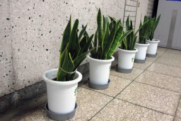Some welcome greenery in the passageways of Hibiya Station.