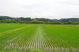 Rice fields along the road to Kumano Shrine Bishamondo.