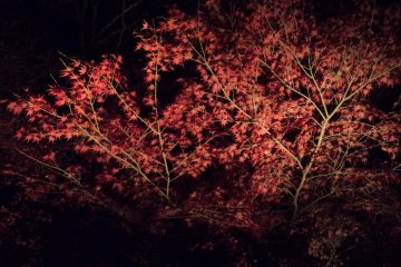 Trees illumination