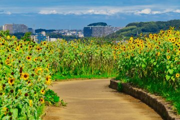 Kurihama Flower Park Sunflower Exhibit 