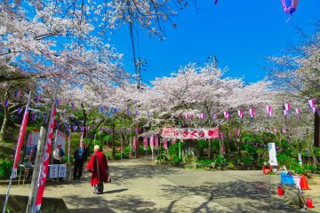 Kinugasa Park Cherry Trees
