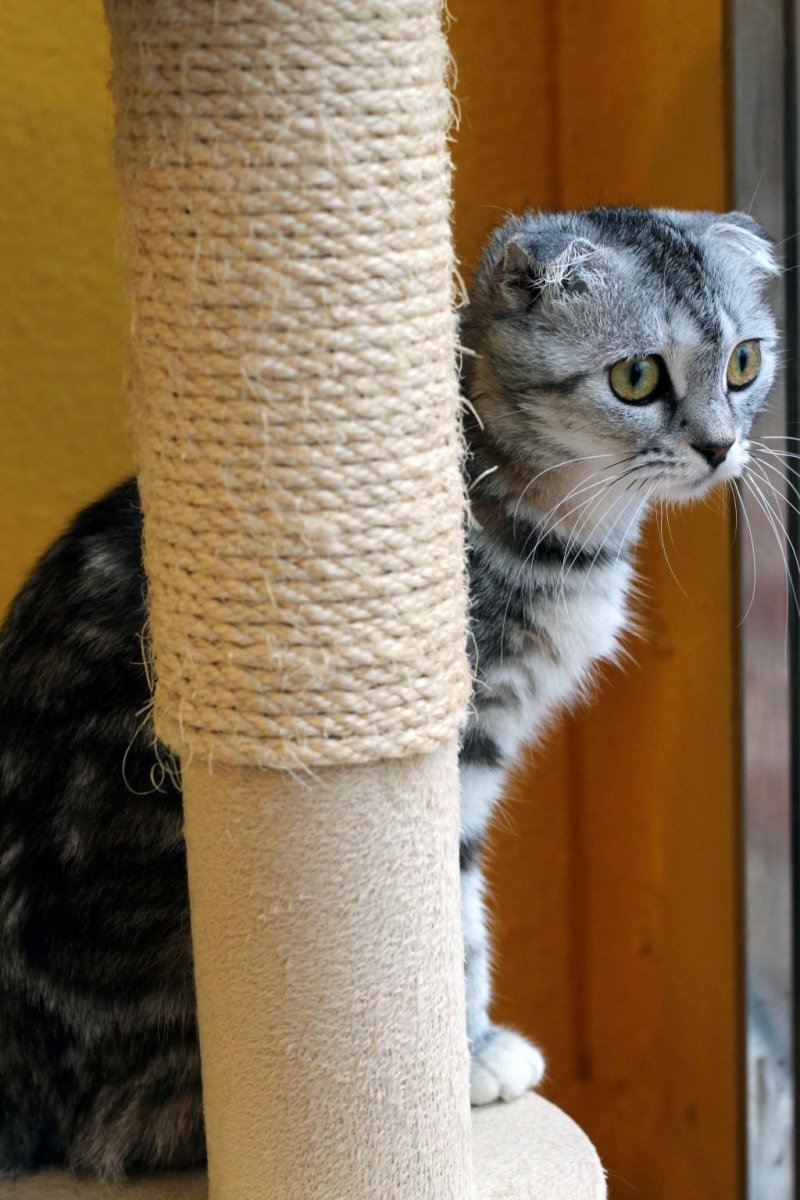 Scottish Folds are one of the speciality breeds found at this cat cafe.