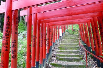 A mesmerizing walk under the torii gates