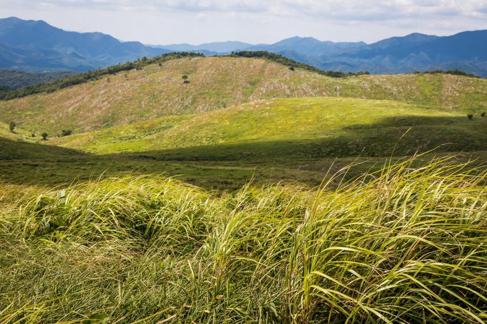 Những ngọn cỏ đung đưa trong gió phía trước một sườn đồi bao phủ bởi đá vôi