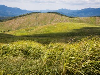 Những ngọn cỏ đung đưa trong gió phía trước một sườn đồi bao phủ bởi đá vôi