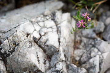 Tiny wildflowers grow out of this rock along the path