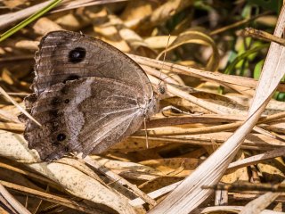 Một con bướm Dryad cái (Minois Dryas) ẩn mình giữa vài nhánh cỏ nâu nghiêng ngả   