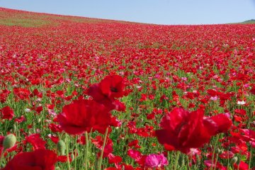 A sea of poppies
