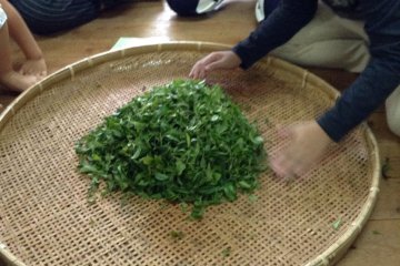 Inspecting tea leaves