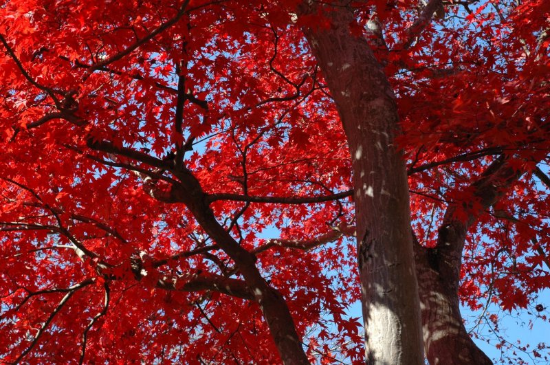 Togo Park's breathtakingly beautiful maple trees in the day.