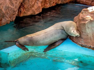 Close to the main entrance is an outdoor sea lion enclosure where you can often see these creatures resting in the sun