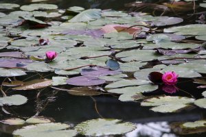 Водяные лилии в саду Риннодзи
