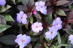 Часто встречающиеся цветы на газонах Сендая