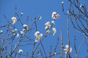 Сакура, цветущая весной и осенью