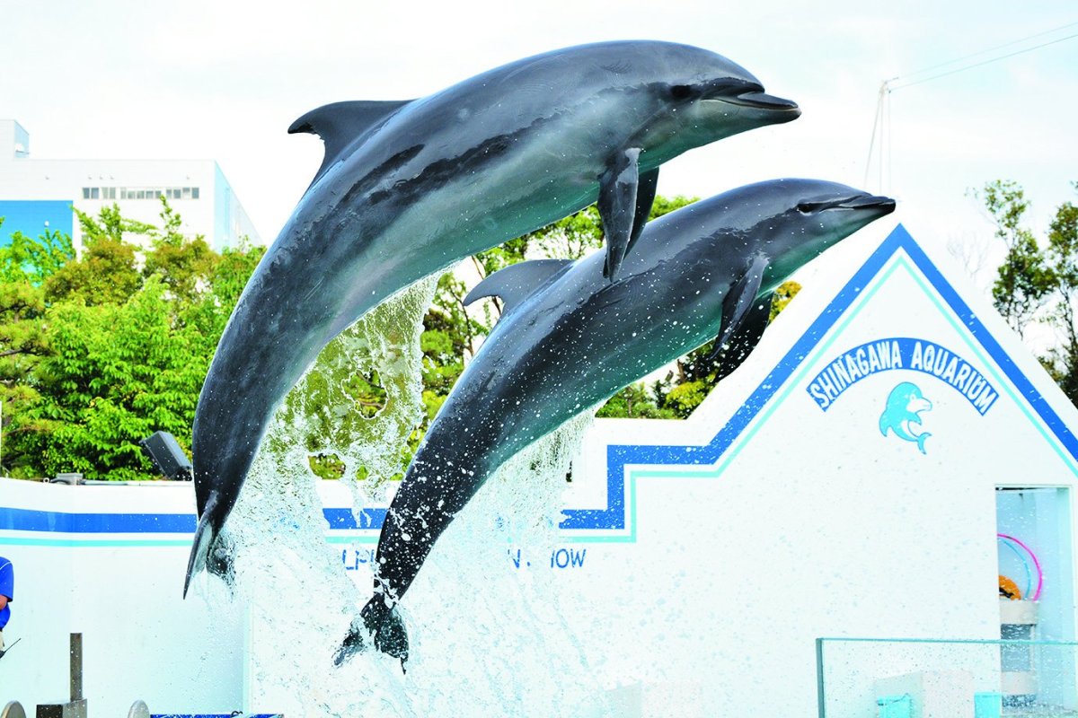Dolphins at Shinagawa Aquarium