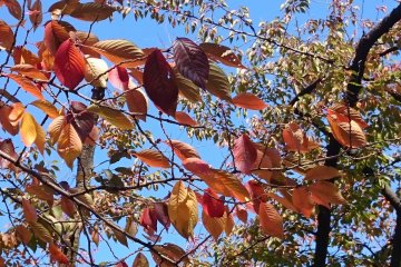  Kameidoryokudo Park - Tree leaves
