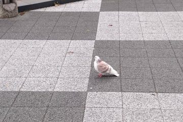 Pigeon of Odori Park