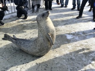 One of the seals absolutely working the crowd