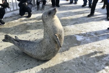 One of the seals absolutely working the crowd