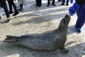 Snack time - you're able to feed the seals with the help of the handler!