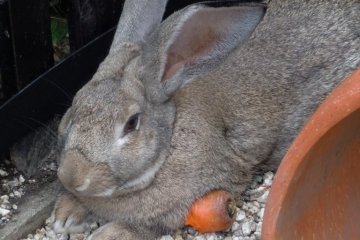 Resident Rabbit, Peter