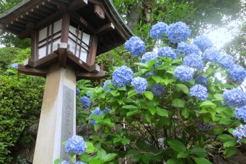 Hydrangea and lanterns along the side of the stairs