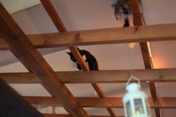 The ceiling rafters make a great climbing frame for the cats.