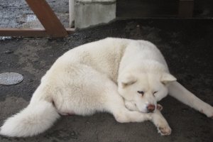  Anjing Akita berbulu putih sedang tidur