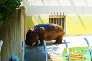 Feeling pretty jealous of the Hippopotamus with its swimming pool in the summer sun!