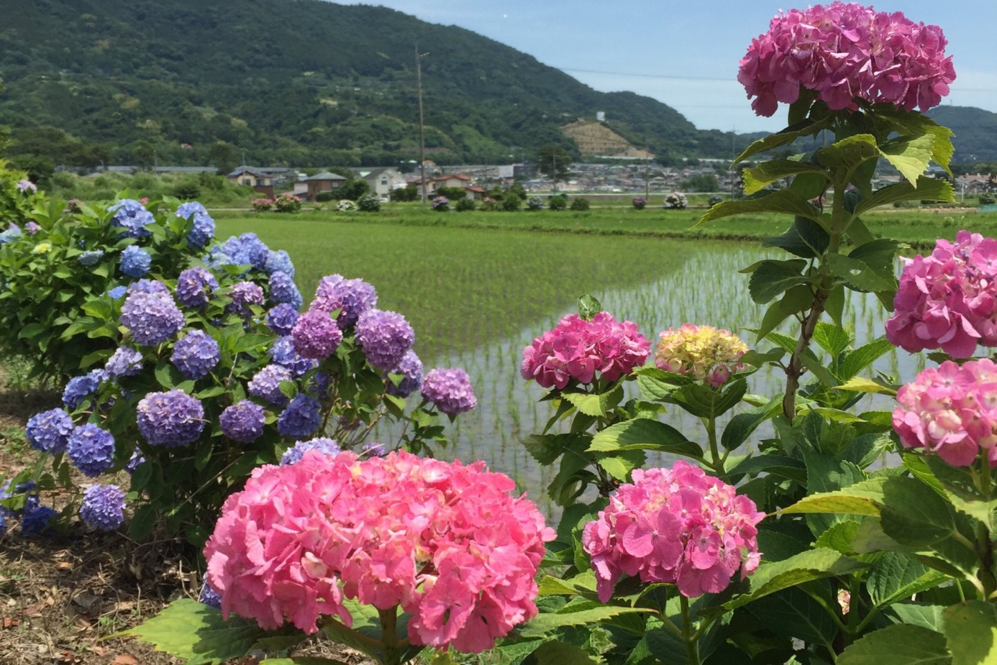 The hydrangeas at this festival come in a variety of hues
