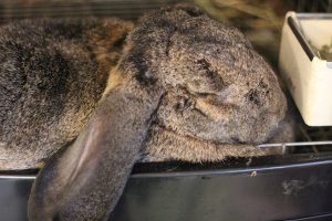 Mittsu is a large French Lop weighing in at six kilos!