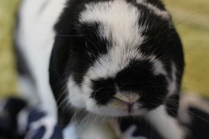Getting up close and personal with Usshi, one of the friendly rabbit staff.