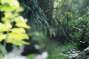 Sefa Utaki is the Okinawan way of acknowledging the “ultimate ancestor”