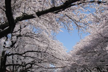 Буйное цветение сакуры