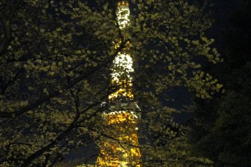 Токийская башня и сакура