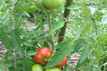 Tomatoes in the garden