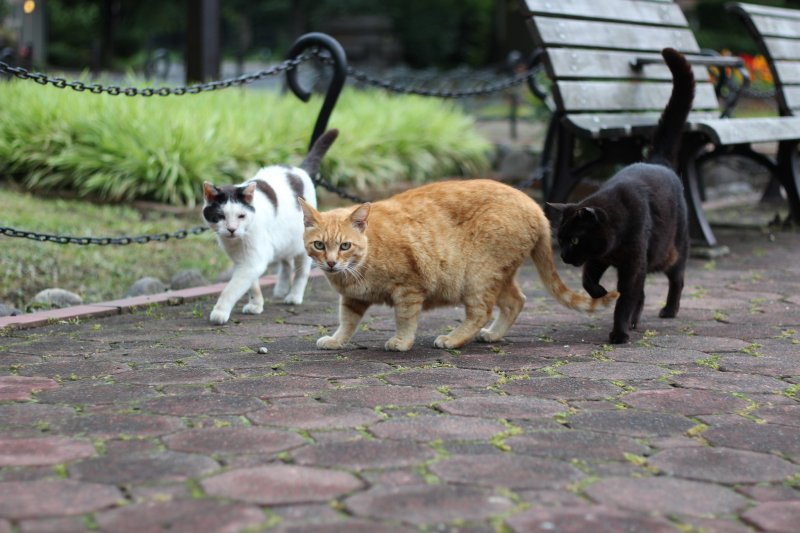 Look! It's the local Hibiya Park cat family.