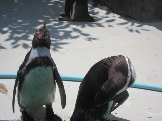 Chim cánh cụt lẩn quẩn quanh hồ bơi của mình để lấy một chút mát mẻ tránh cái nắng giữa trưa